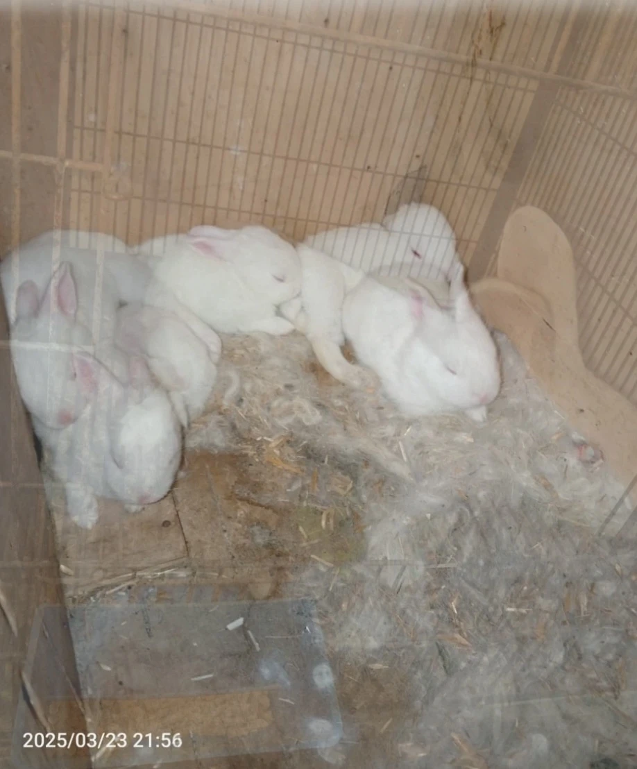 New zealand Rabbits-Image 1