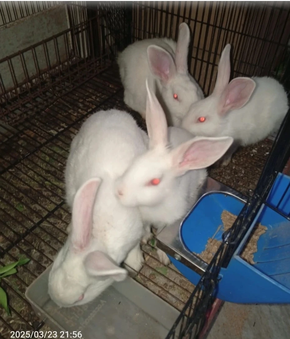 New zealand Rabbits-Image 2