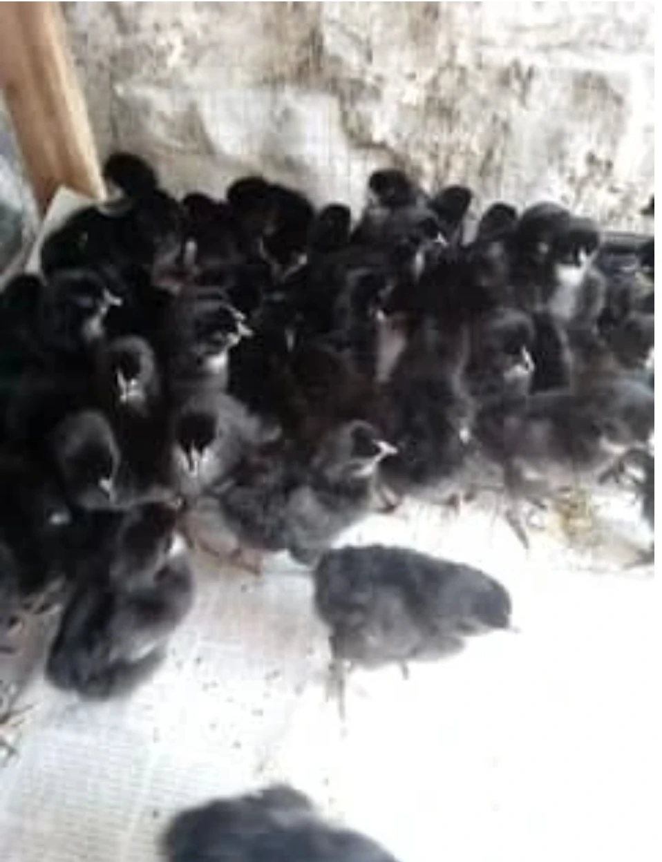 Austrolop Chicks-Image 1