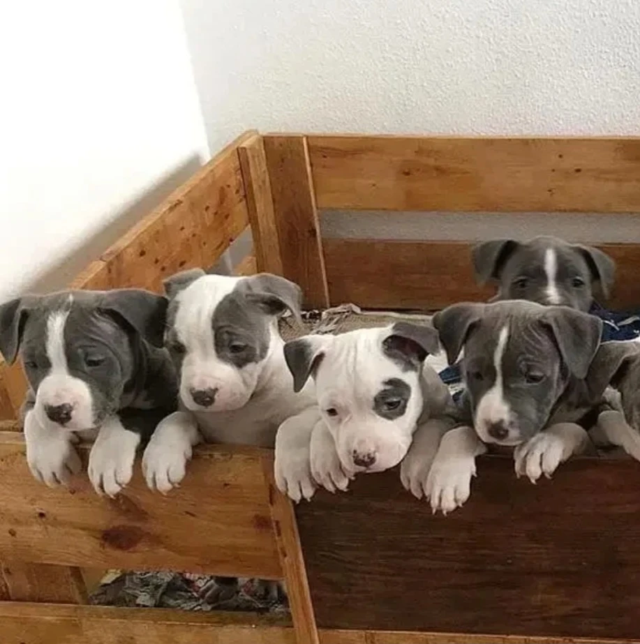 American bulldog poppies