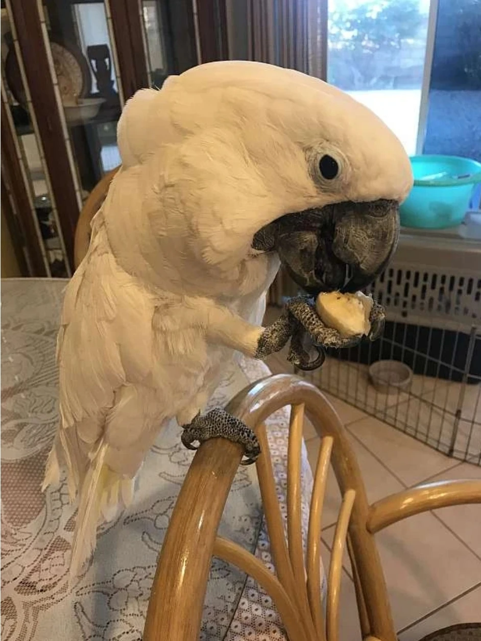Umbrella Cockatoo Parrot