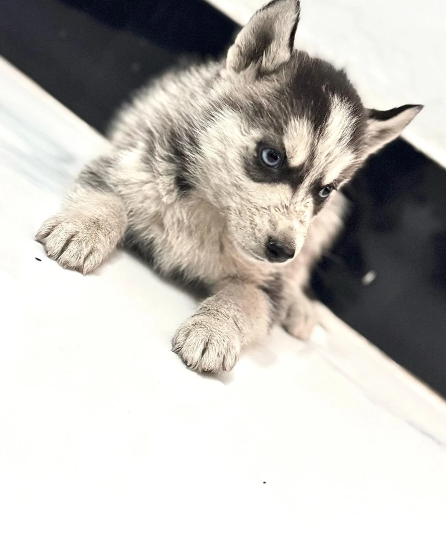 Serbian Husky