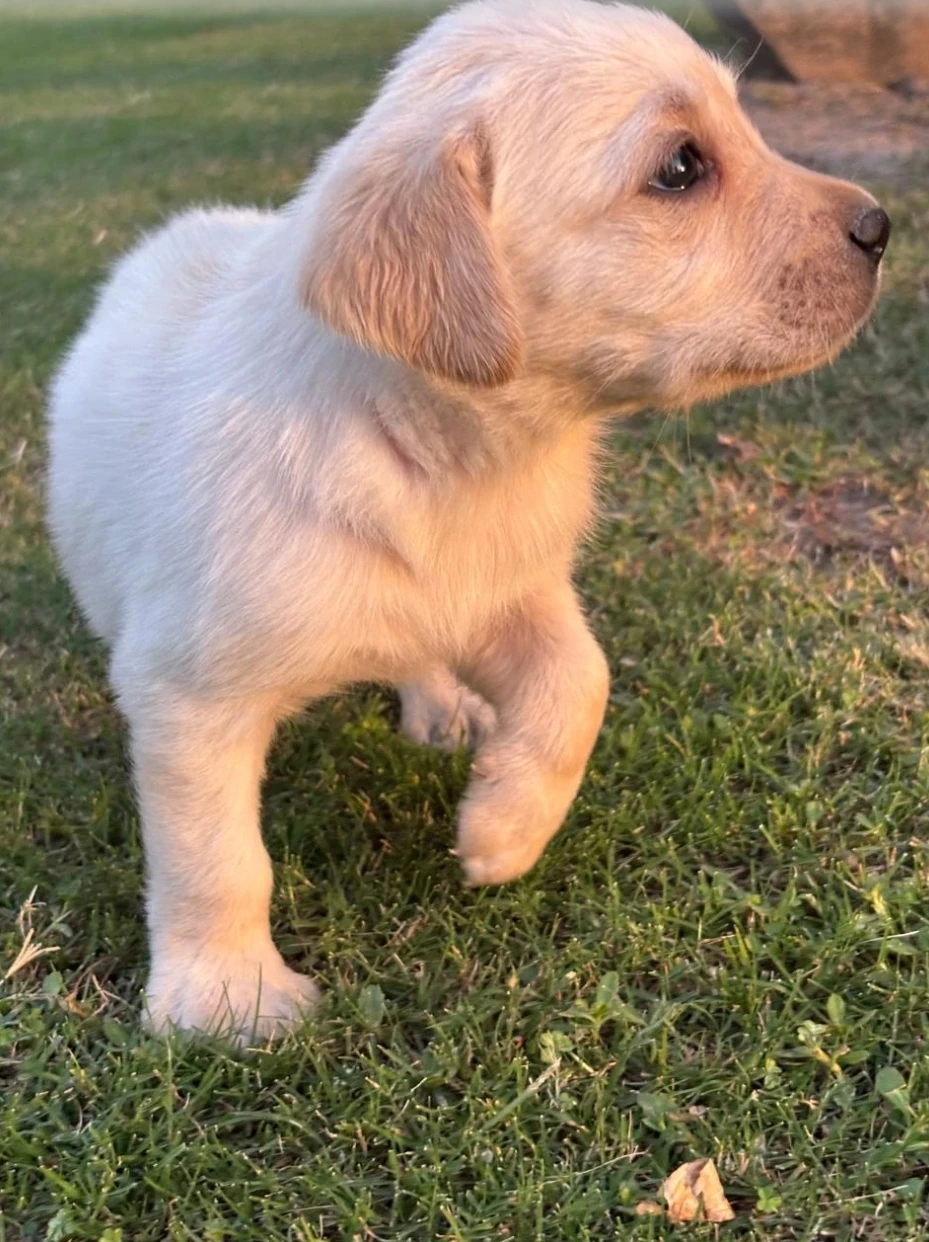Labrador Puppy