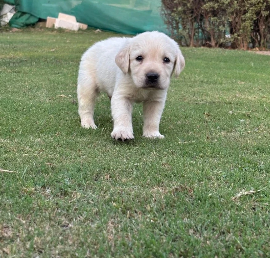 Labrador Puppy