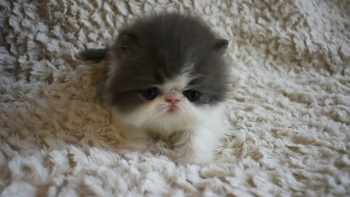 Beautiful bi-color Persian kitten available for sale