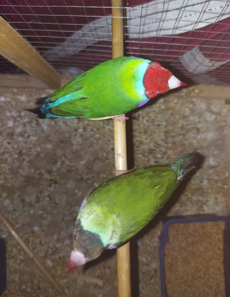 Gouldian Finches Pair