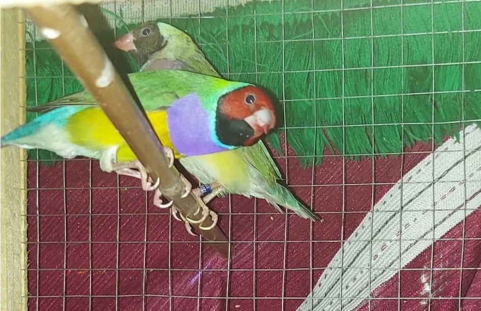 Gouldian Finches Pair
