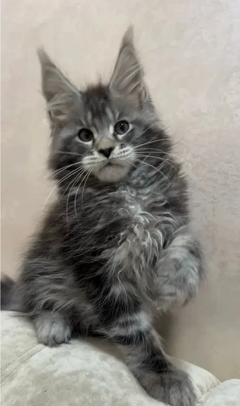 Maine Coon kitten