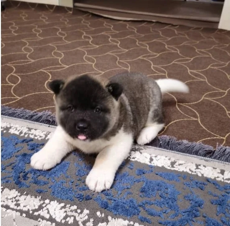 Akita Puppy
