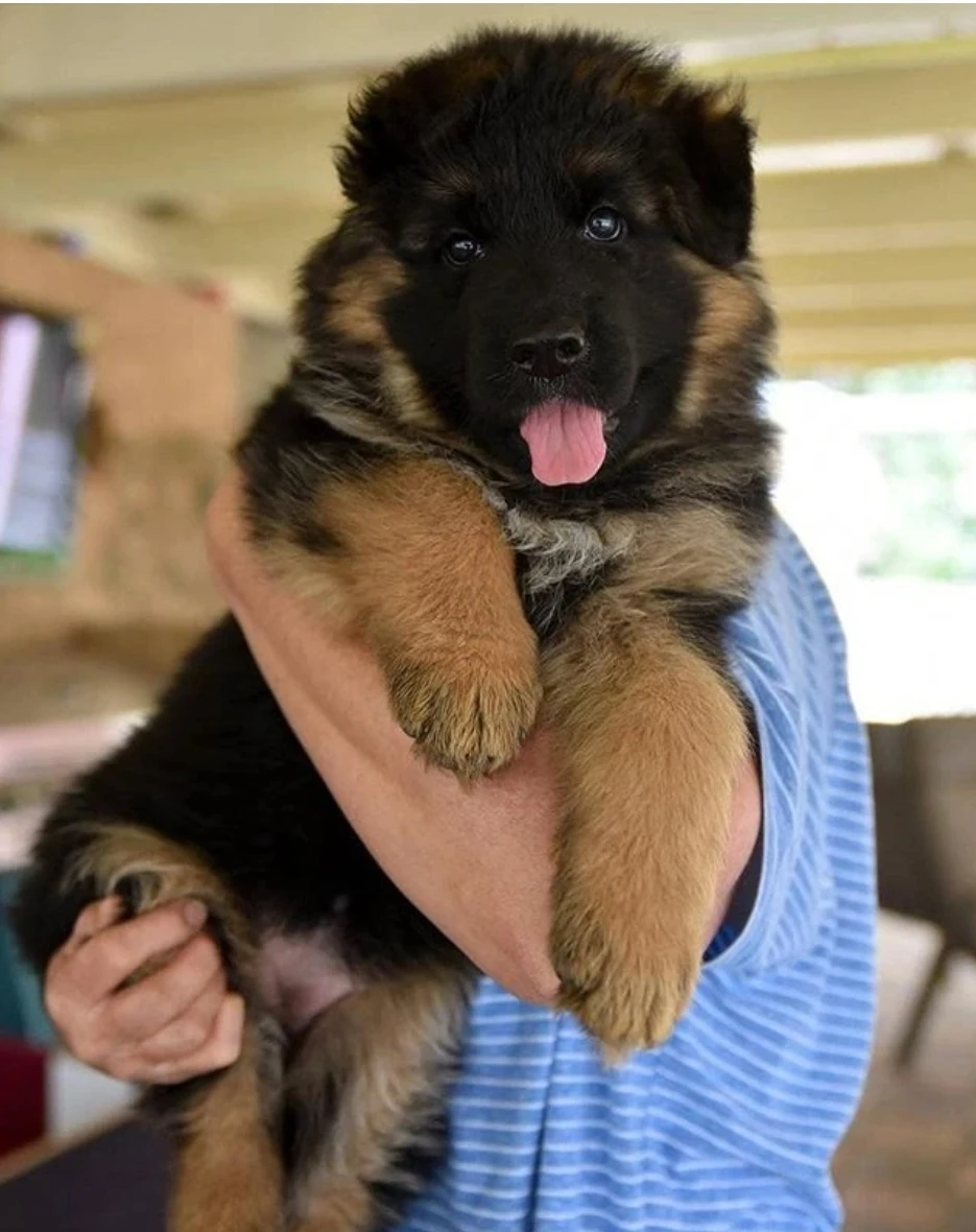 German shepherd