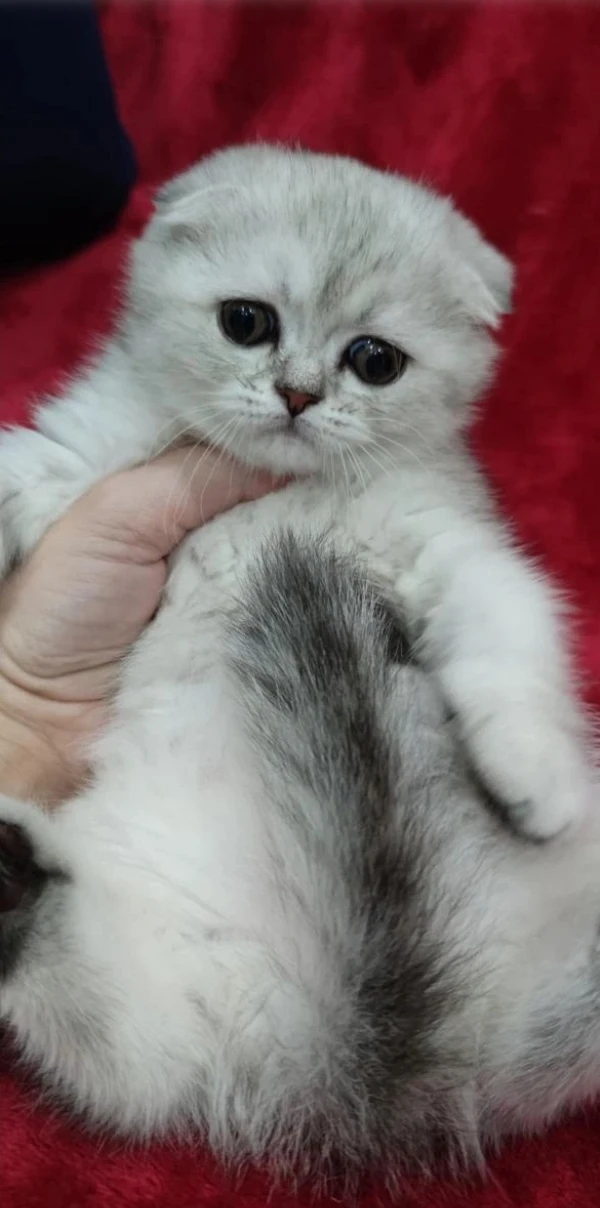 Scottish Fold kitten