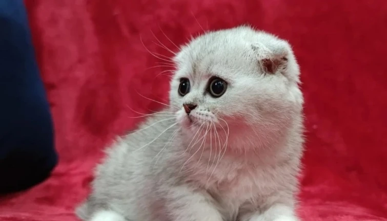 Scottish Fold kitten