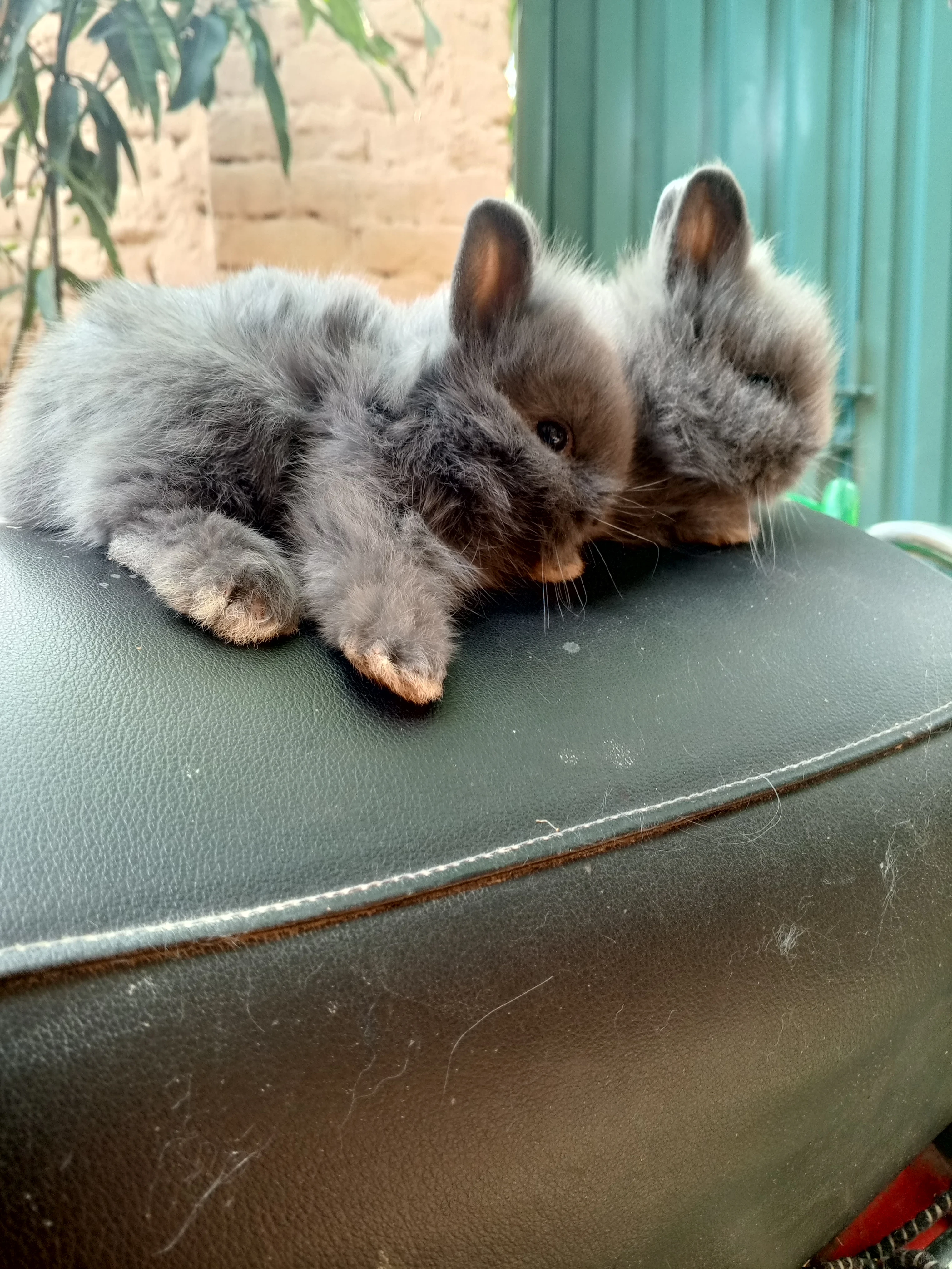 Lion  head dwarnyf Bun For Sale