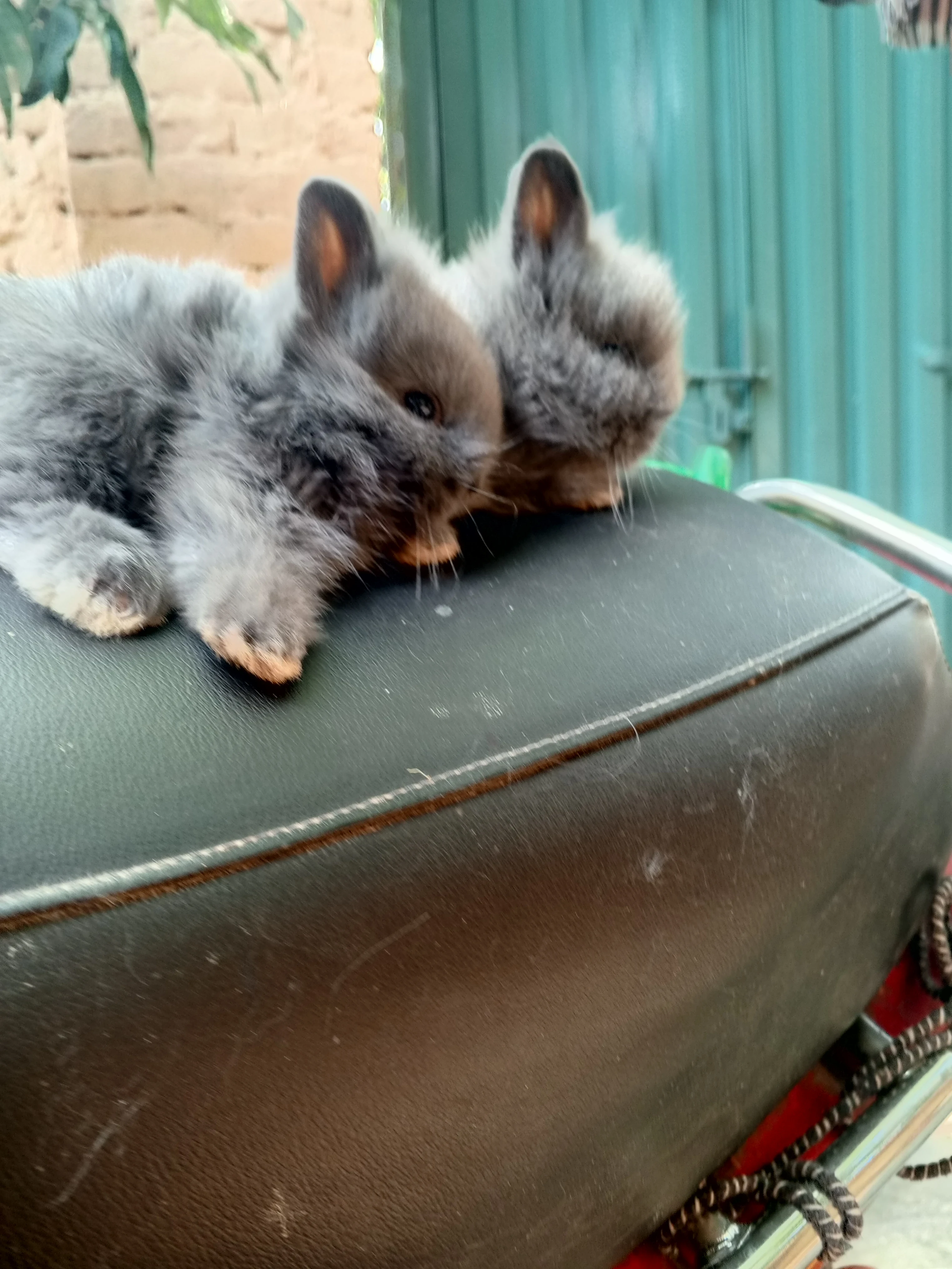Lion  head dwarnyf Bun For Sale