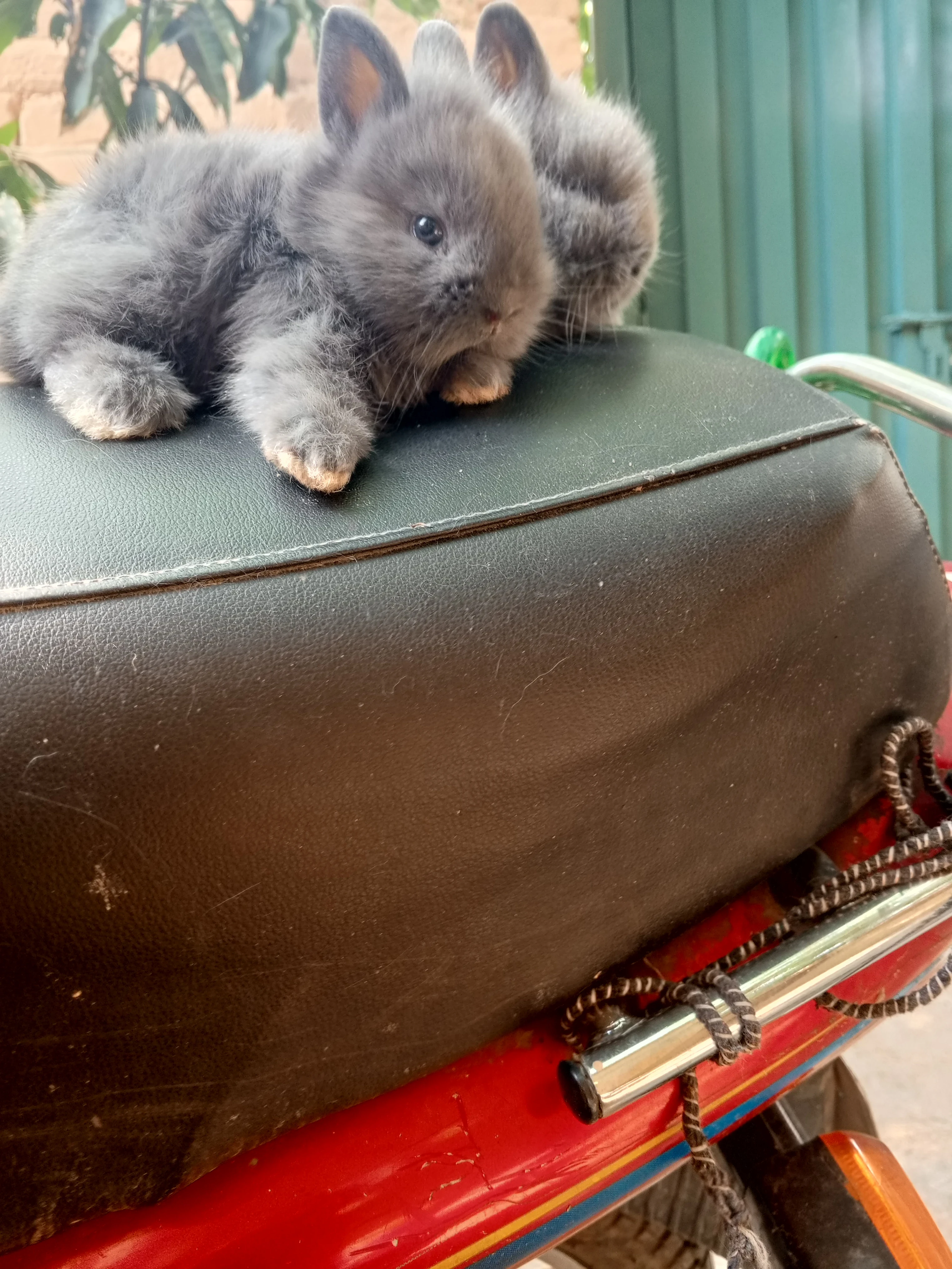 Lion  head dwarnyf Bun For Sale