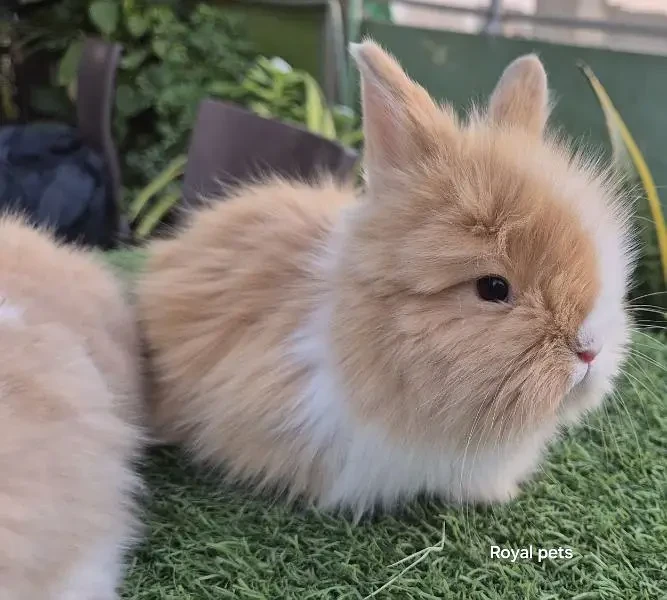 Dwarf pappilon  For Sale