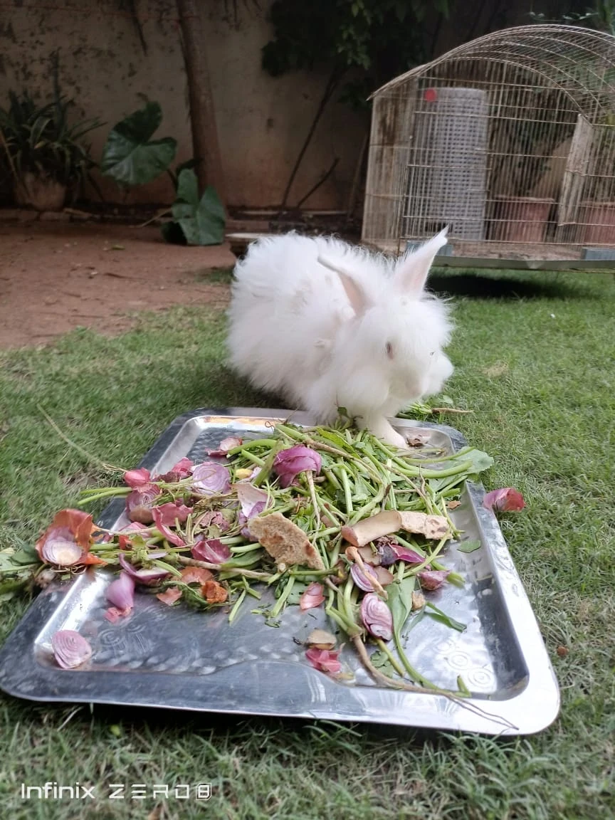 English Angora Rabbit  For Sale