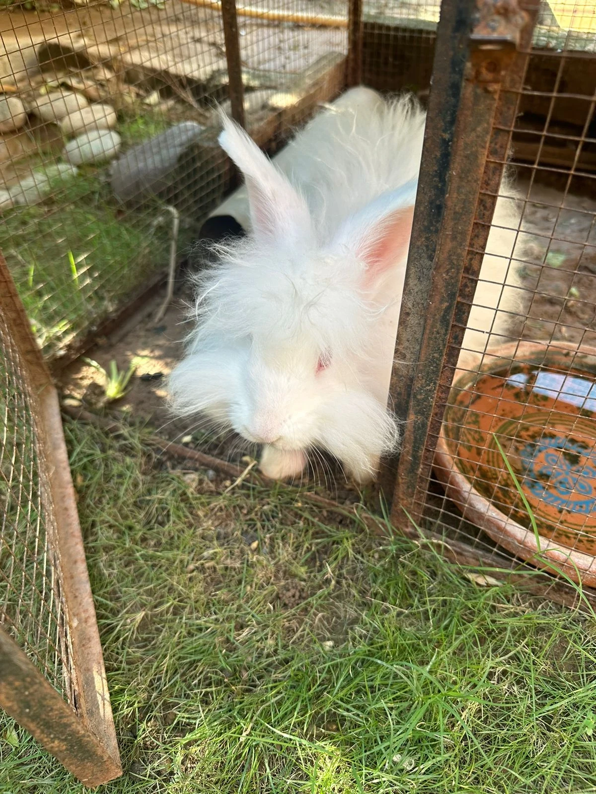 English Angora Rabbit  For Sale