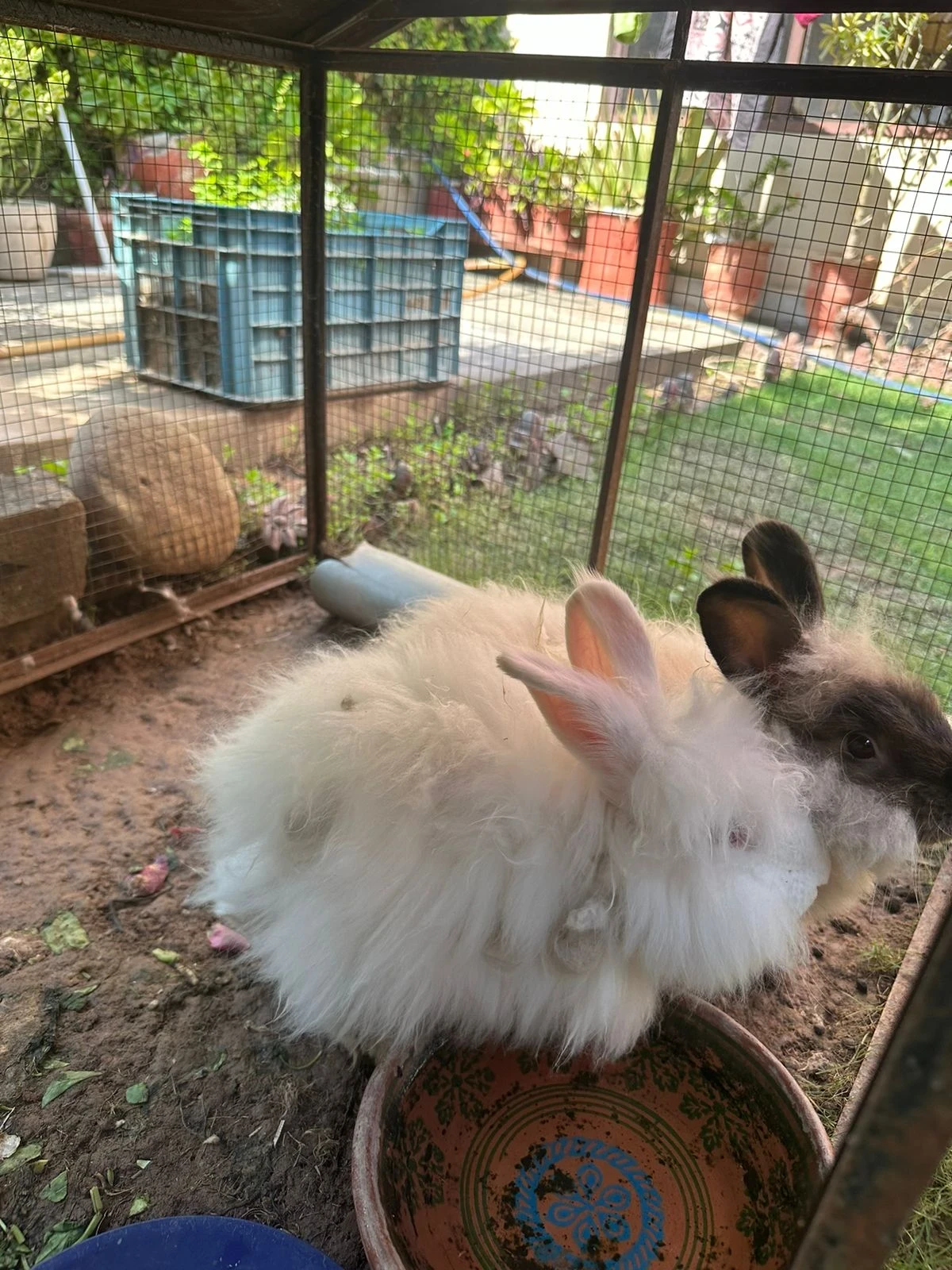 English Angora Rabbit  For Sale