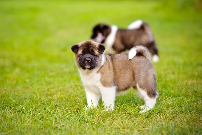 Akita Puppy for Sale