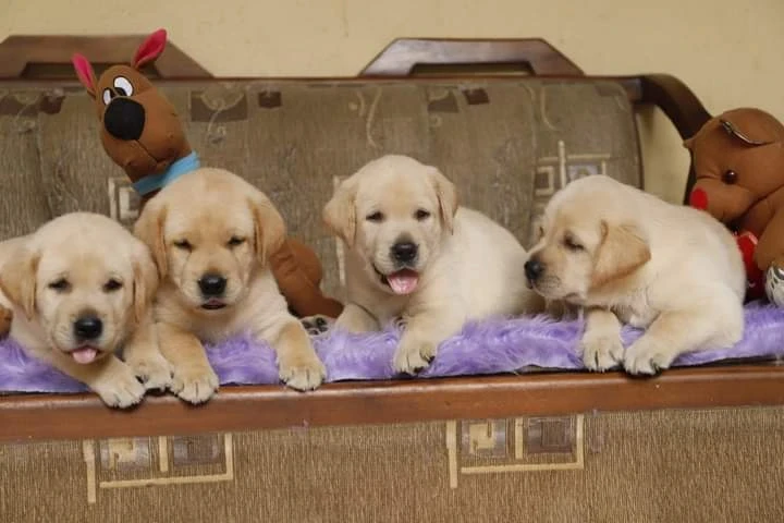 Labrador puppies available for sale
