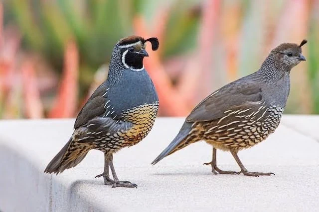 California quails breeder and chicks pairs-Image 2
