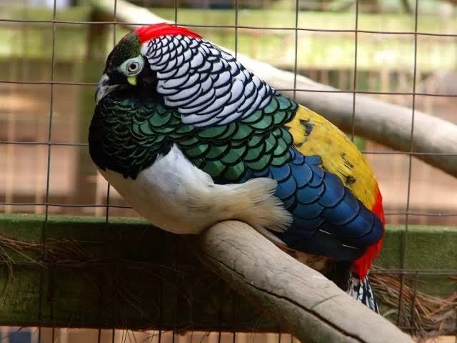 All pheasants breeder and chicks pairs are available-Image 2
