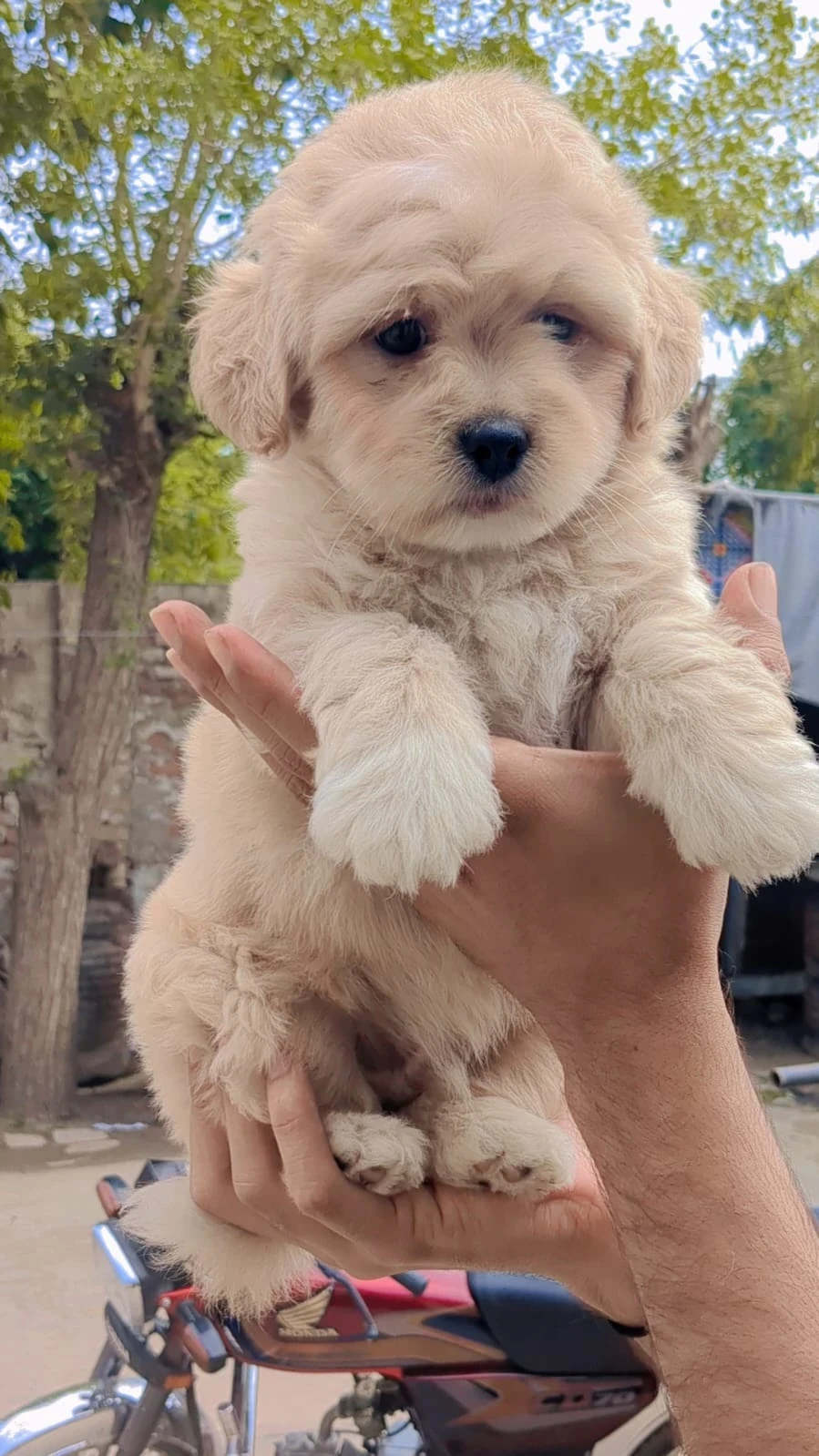 Maltipoo Puppy for Sale