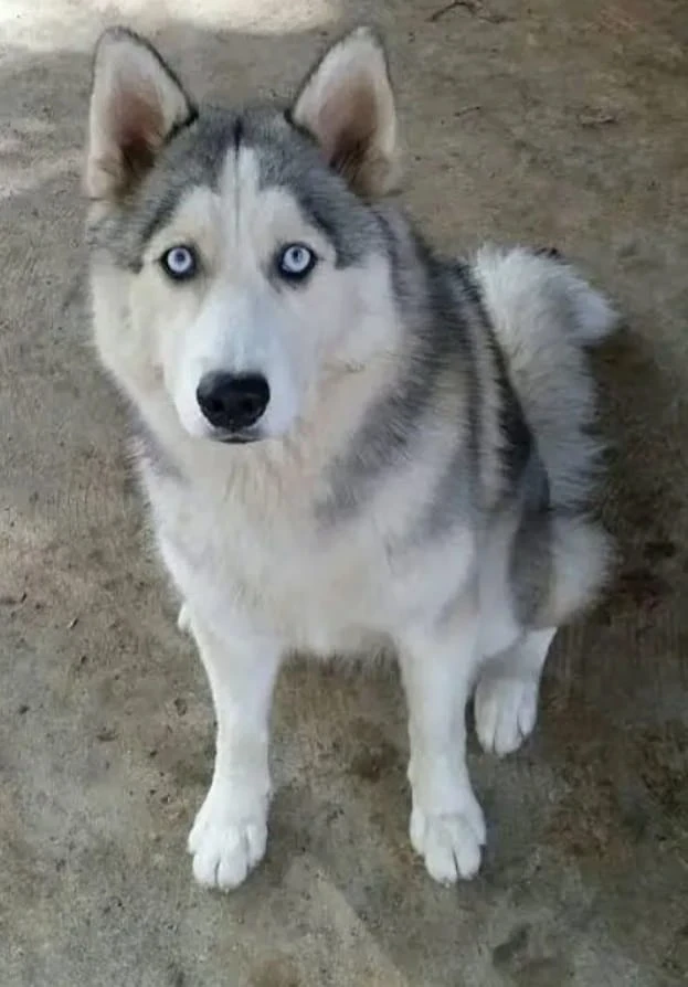 Husky puppy for sale