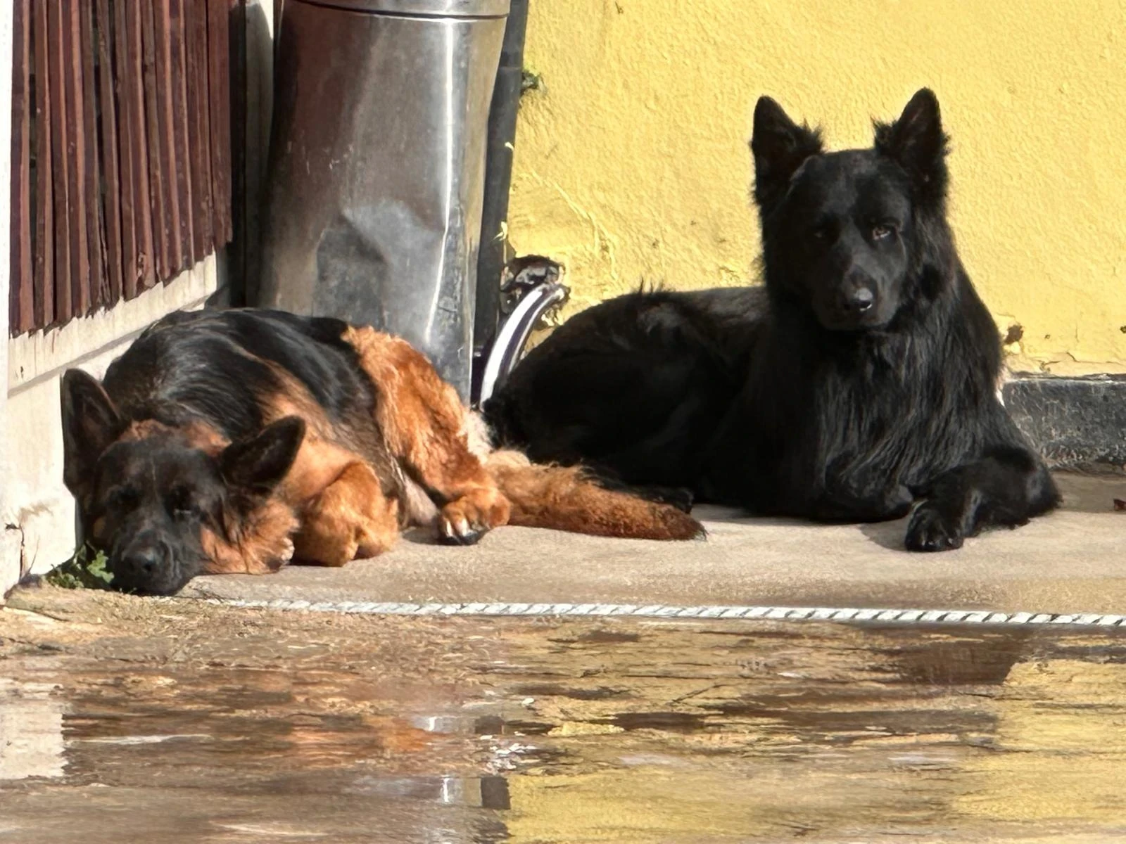 German Shepherd male available for sale