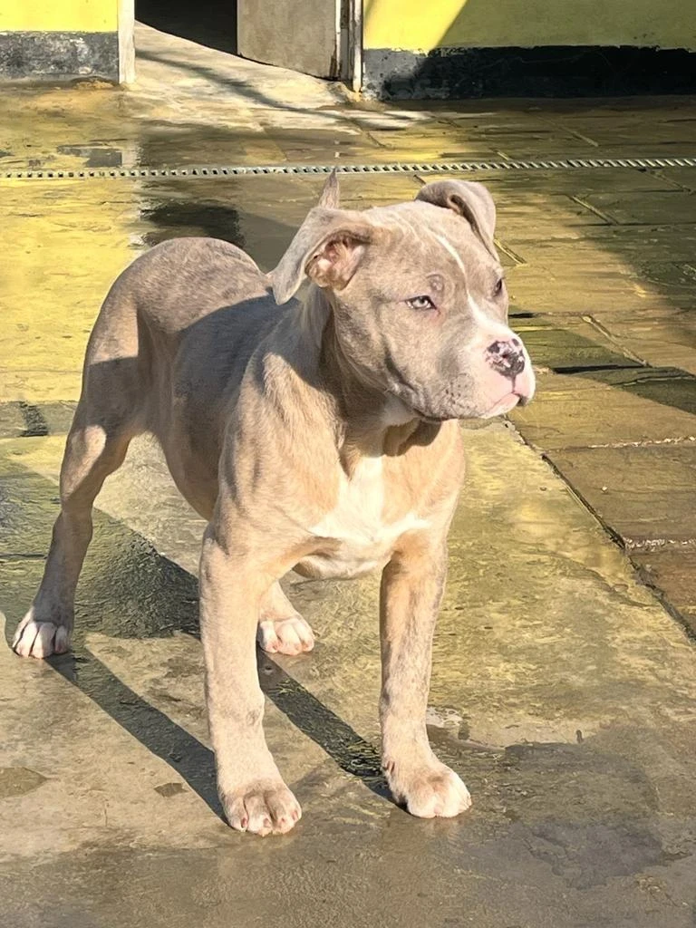 American Mastiff available for sale