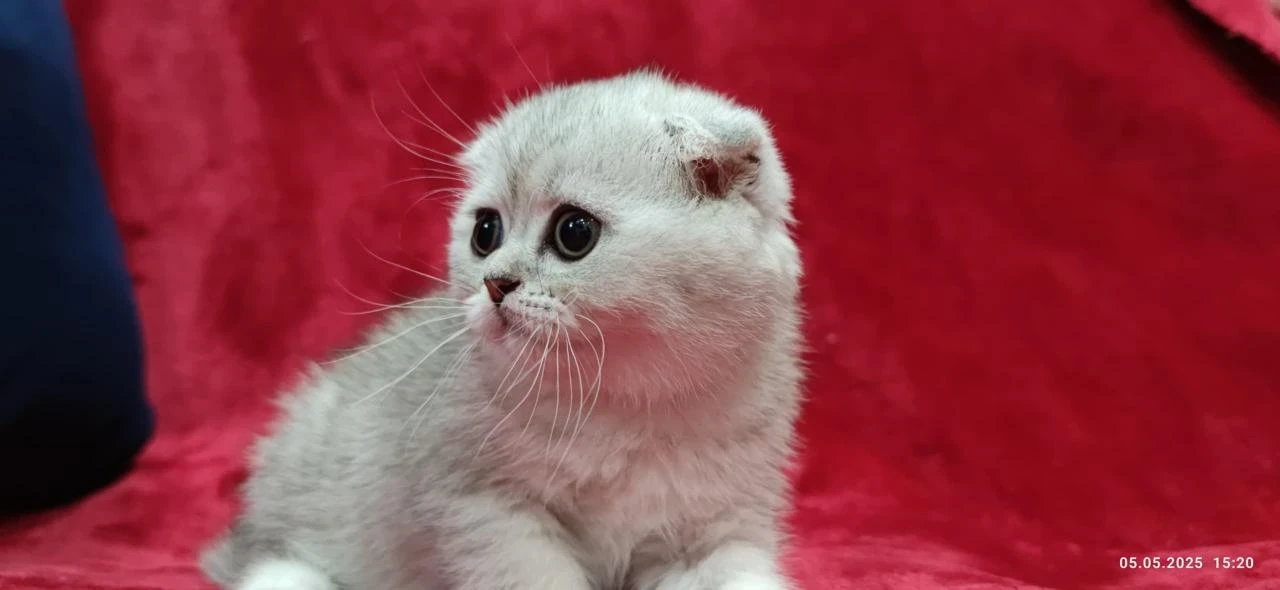 Persian Cat For Sale