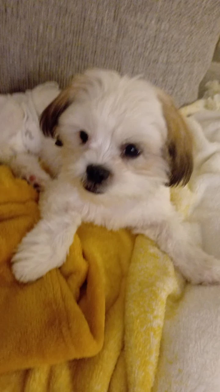 Shih Tzu puppy available for sale