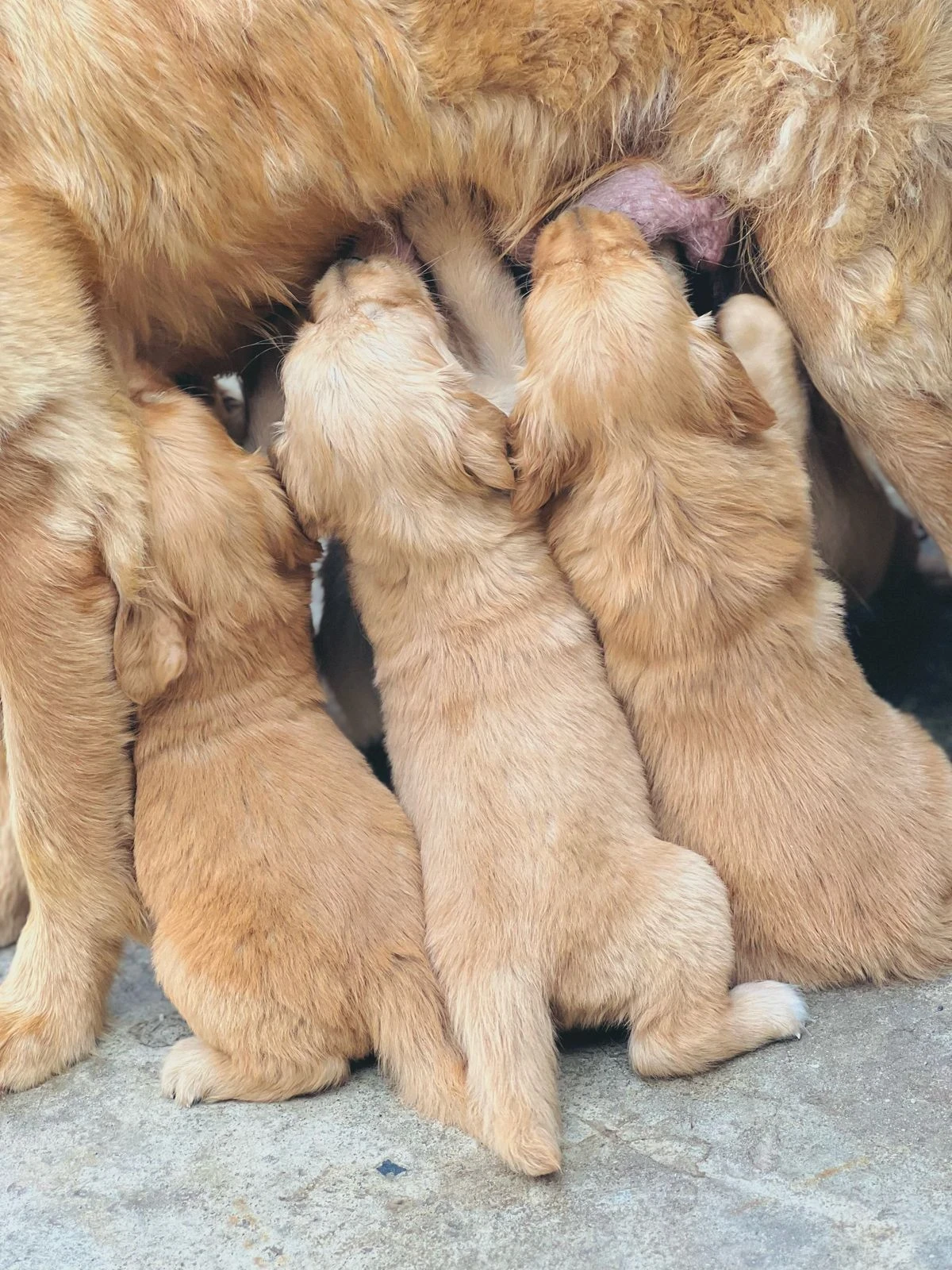 Golden retriever puppies for sale
