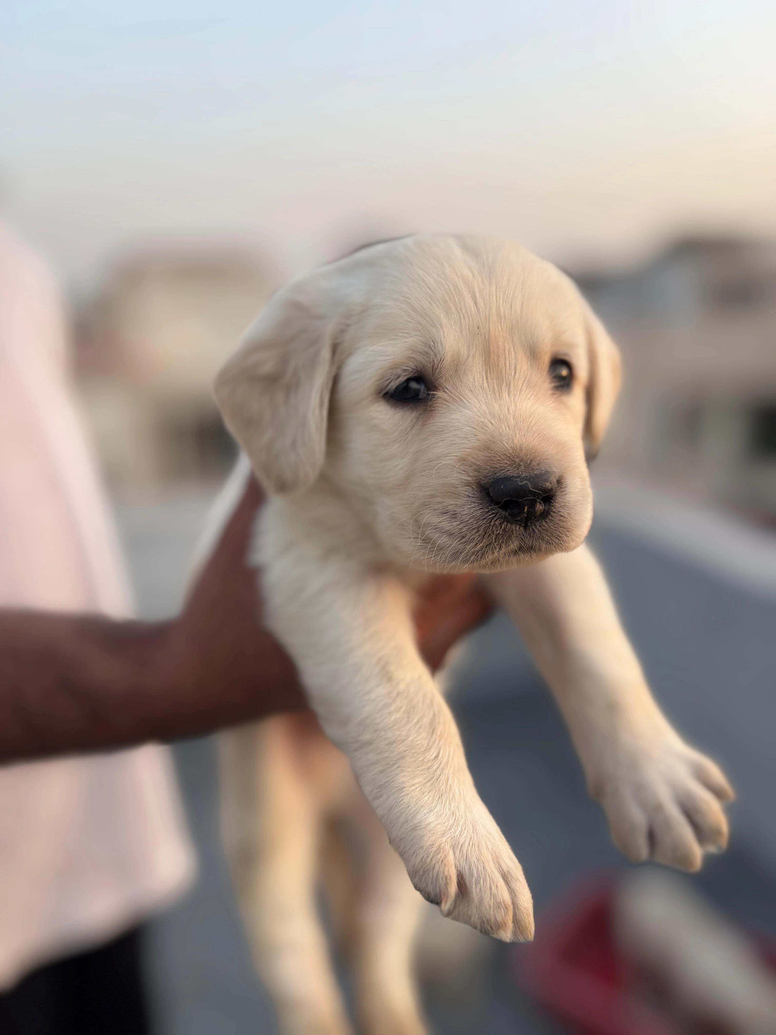 Labrador puppy for sale