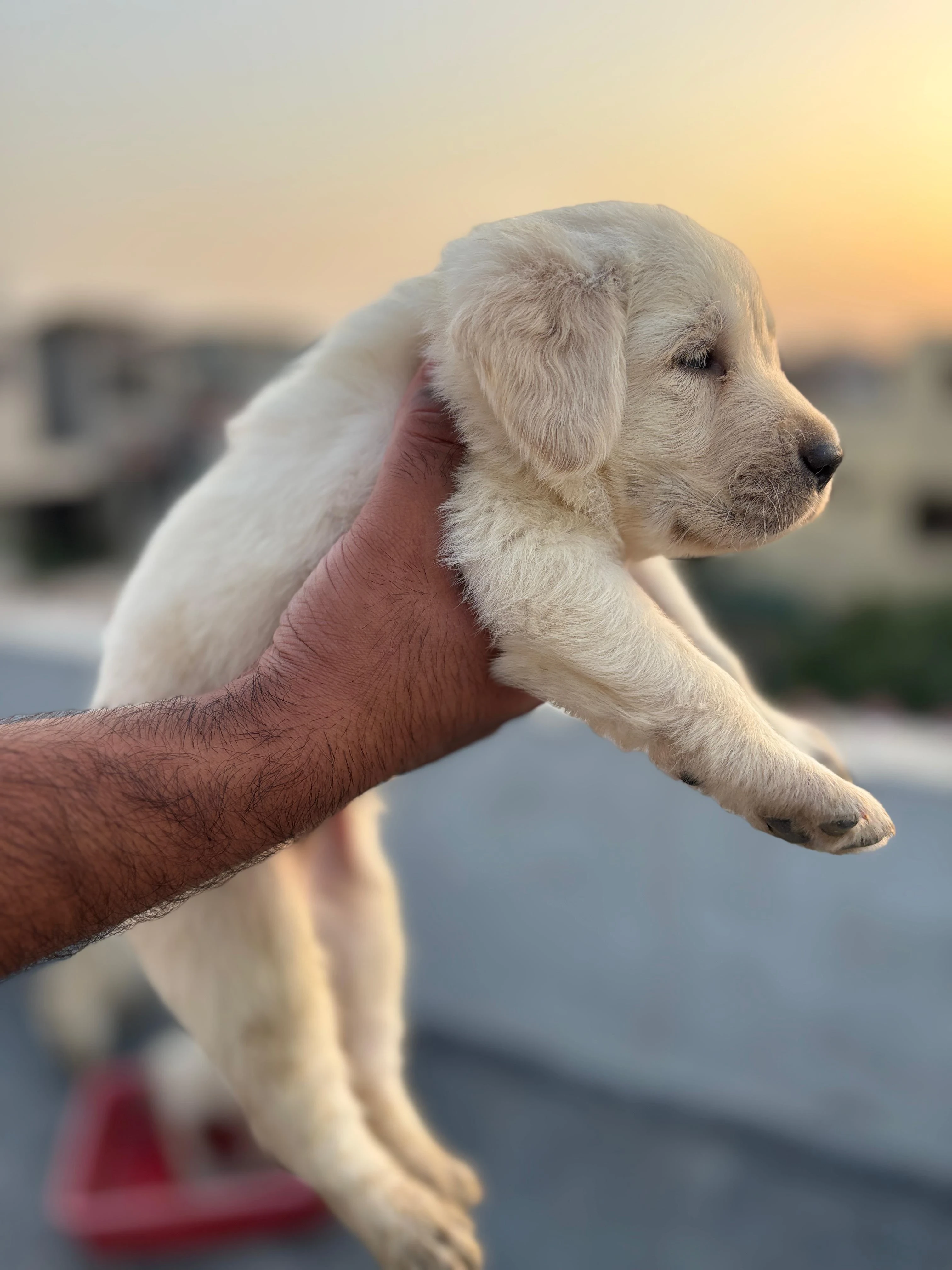 Labrador puppy for sale