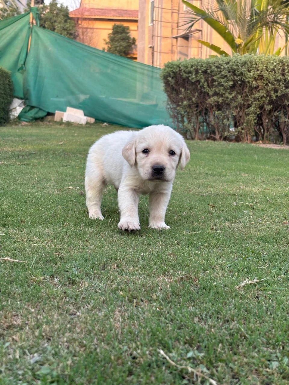 Labrador puppy for sale