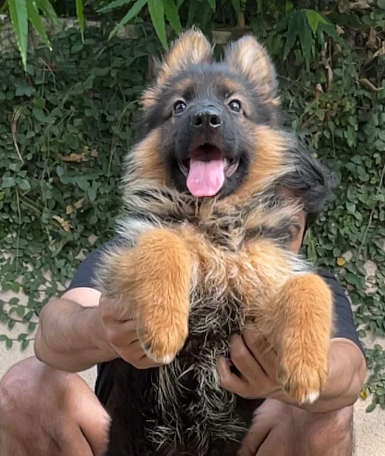 German Shepherd for sale