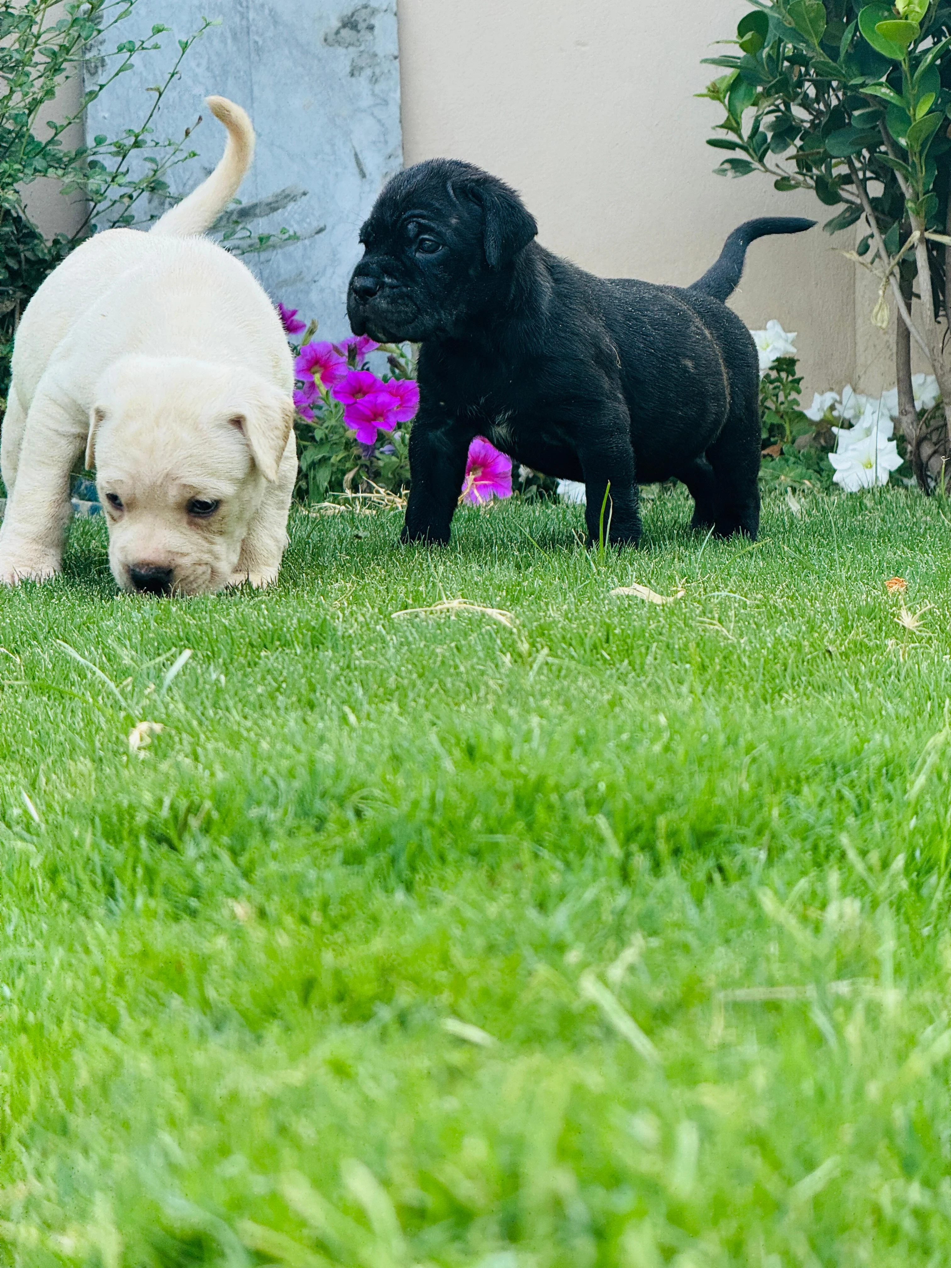 Cane Corso puppies for sale