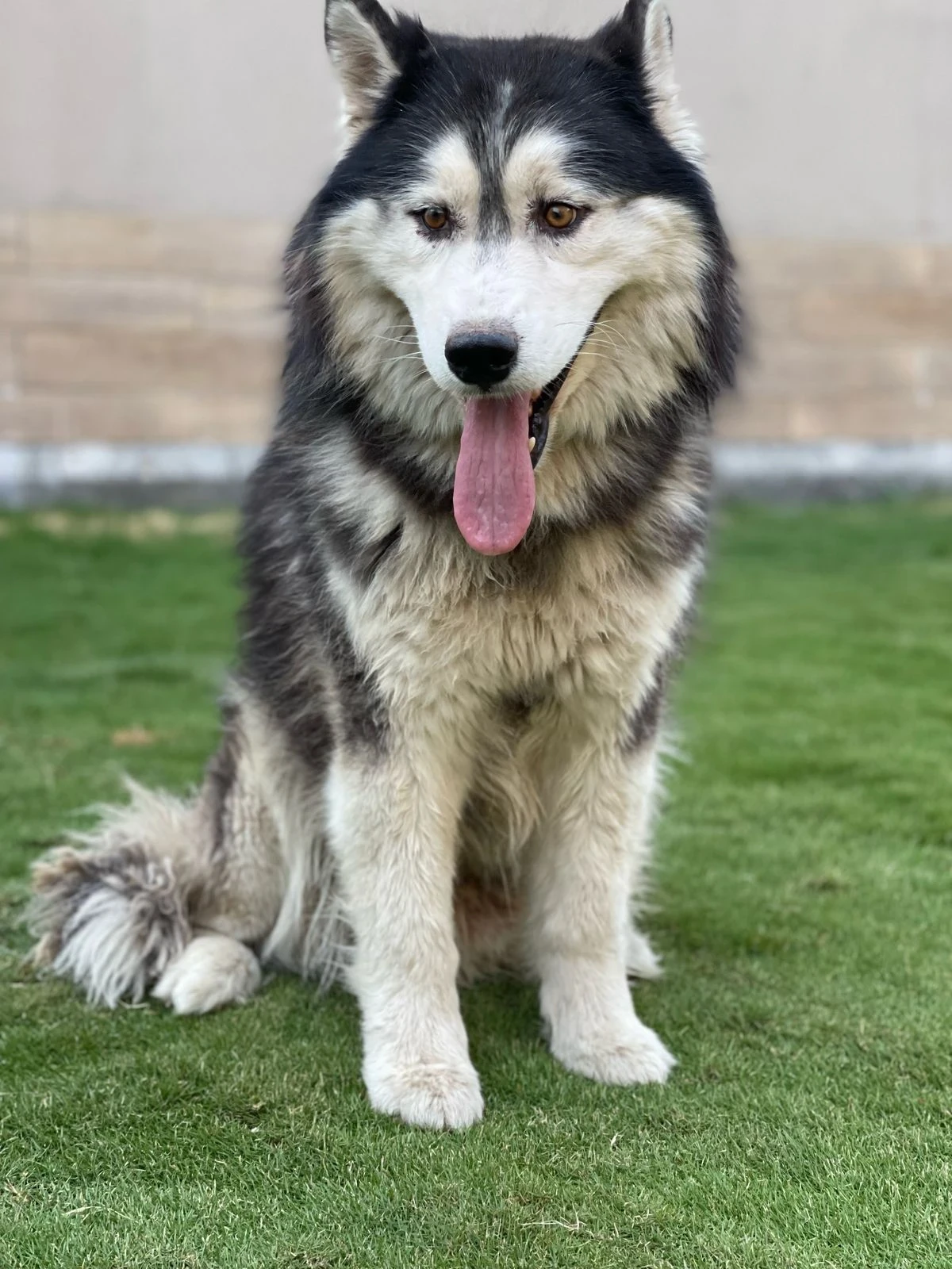 Husky available for sale