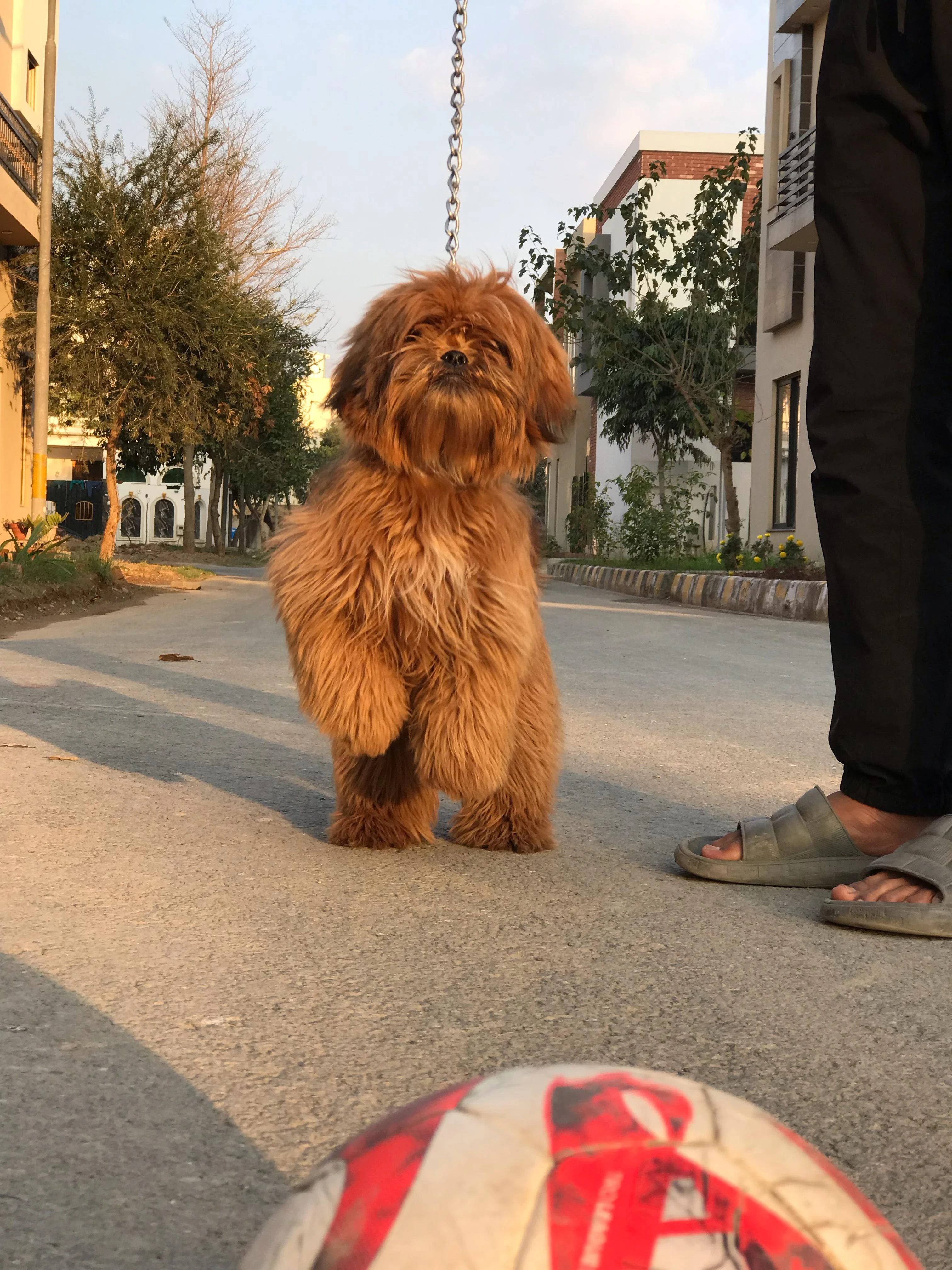 Maltese dog available for rehoming