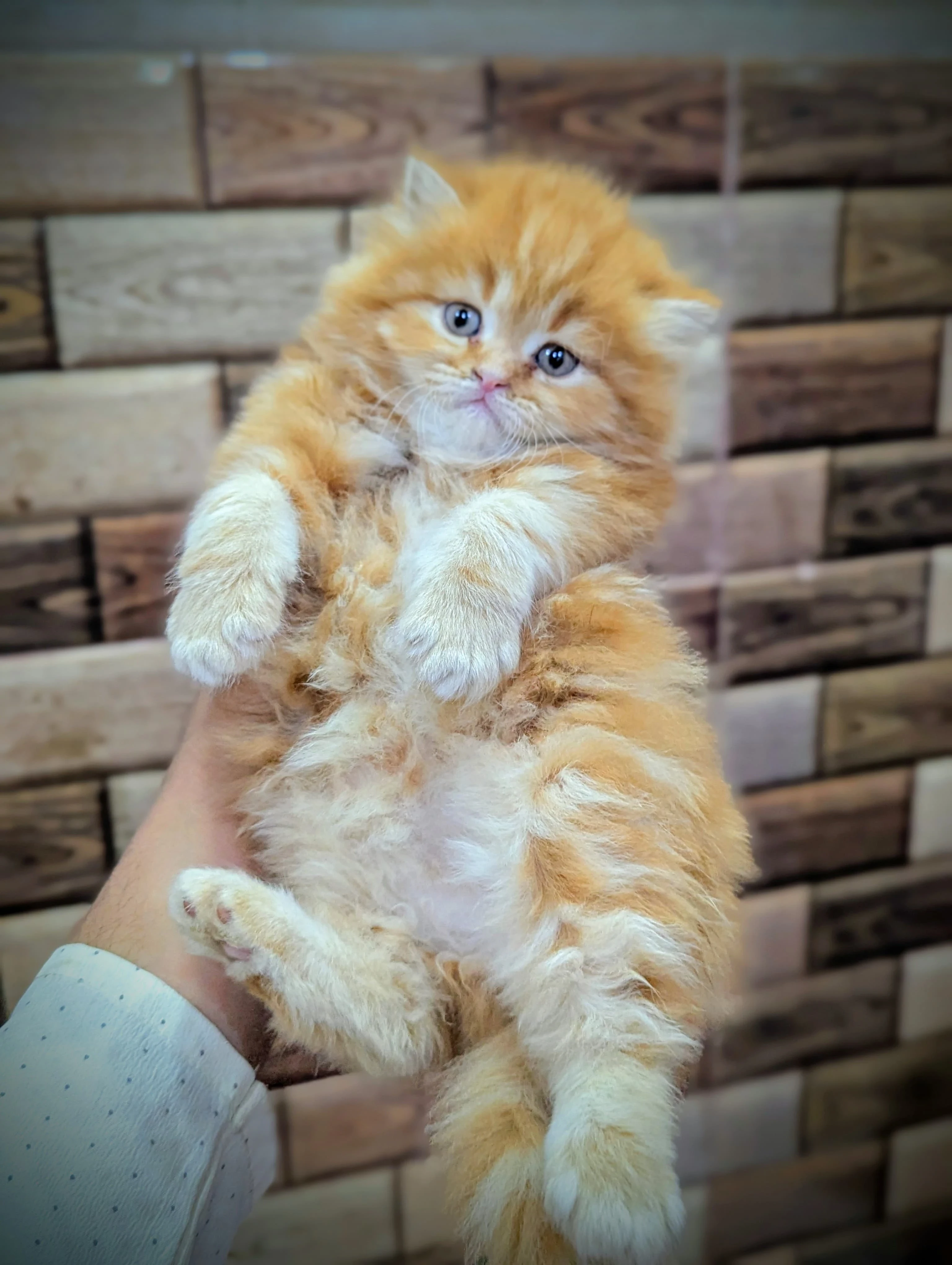 Persian kittens for sale