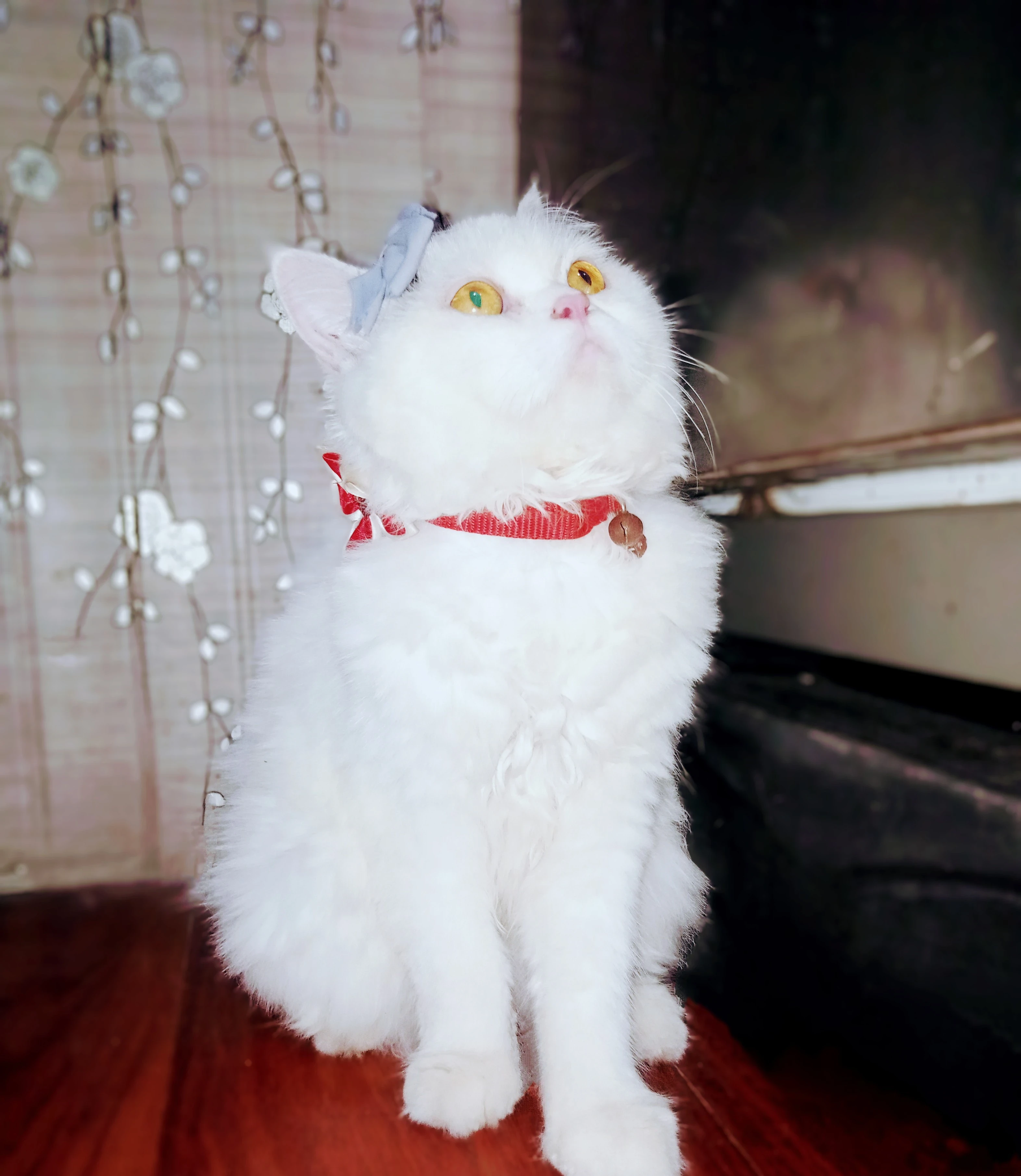 Doll Face persian cat