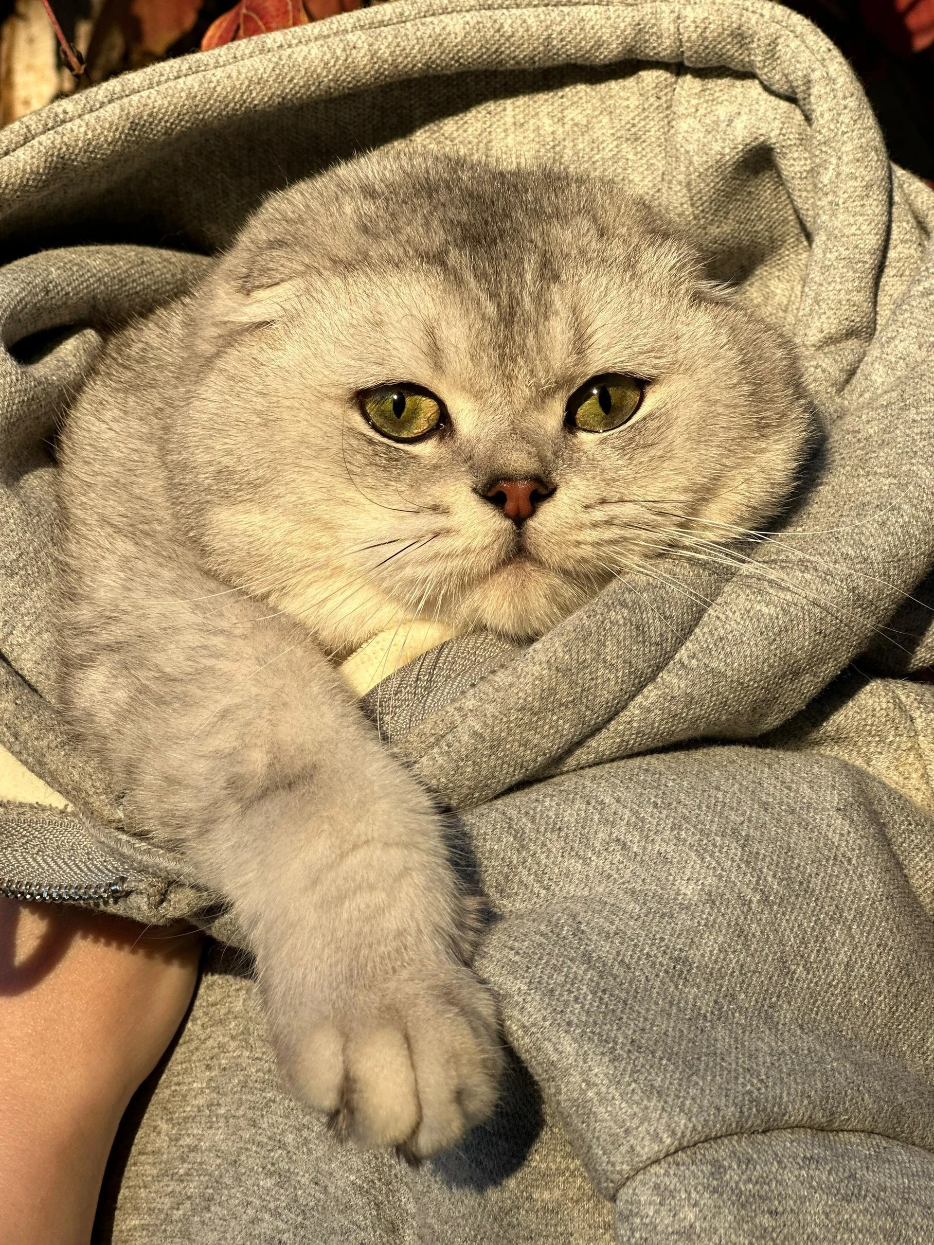 Scottish Fold available for sale