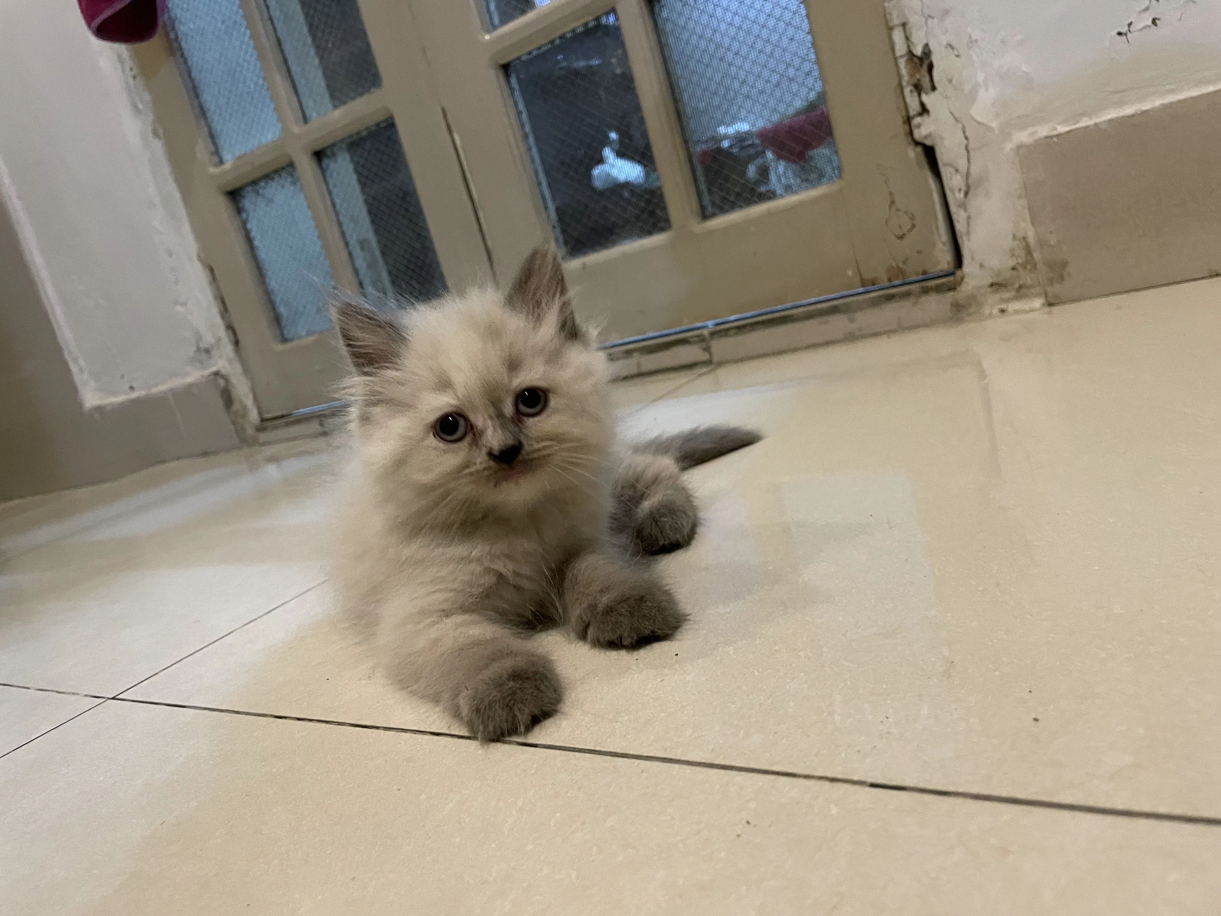 Kittens for sale