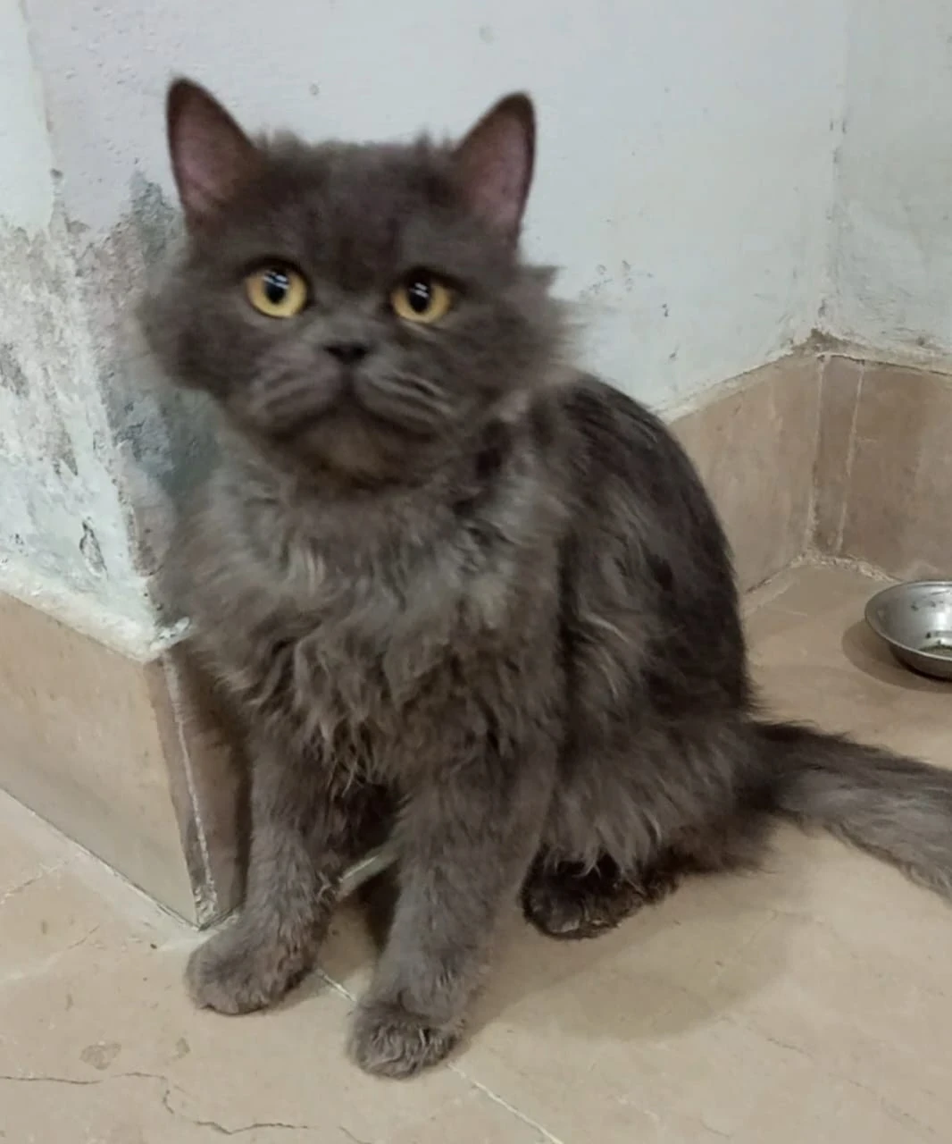Persian Male Cat (vaccinated)