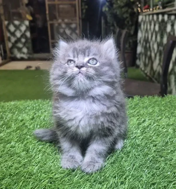 Gray Heavy Fur pure Persian kitten for sale