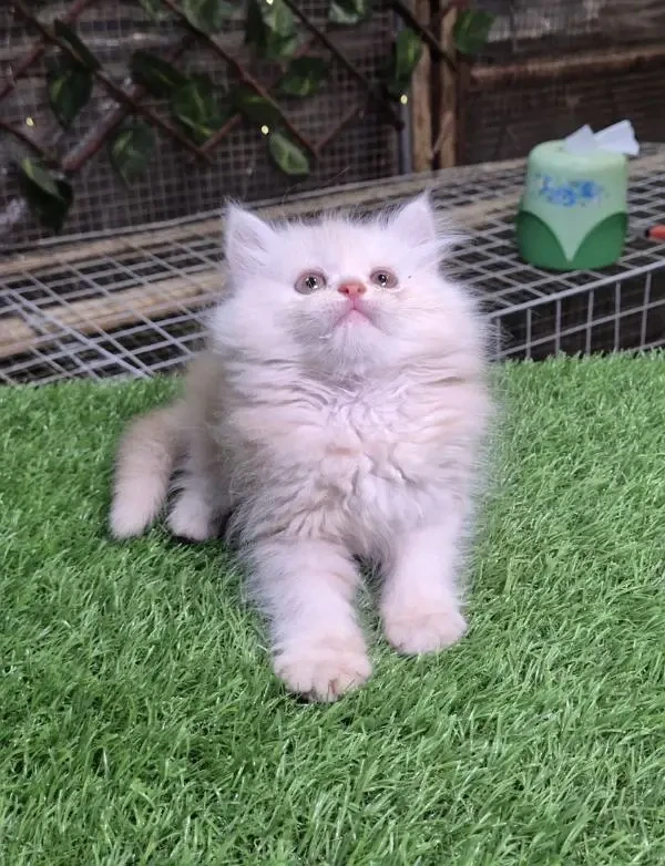 Bi color Triple coat Persian kitten for sale