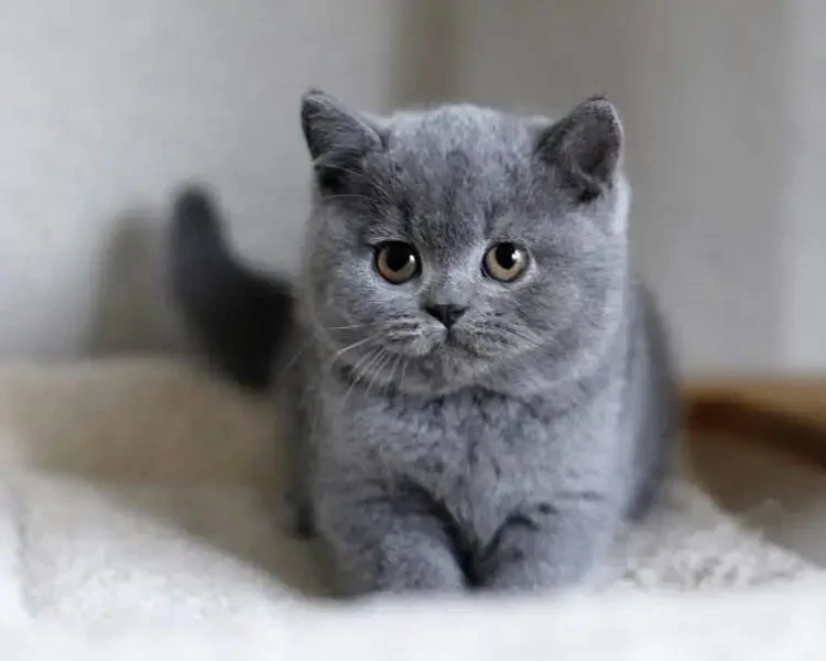 British shorthair female kitten Russia import available