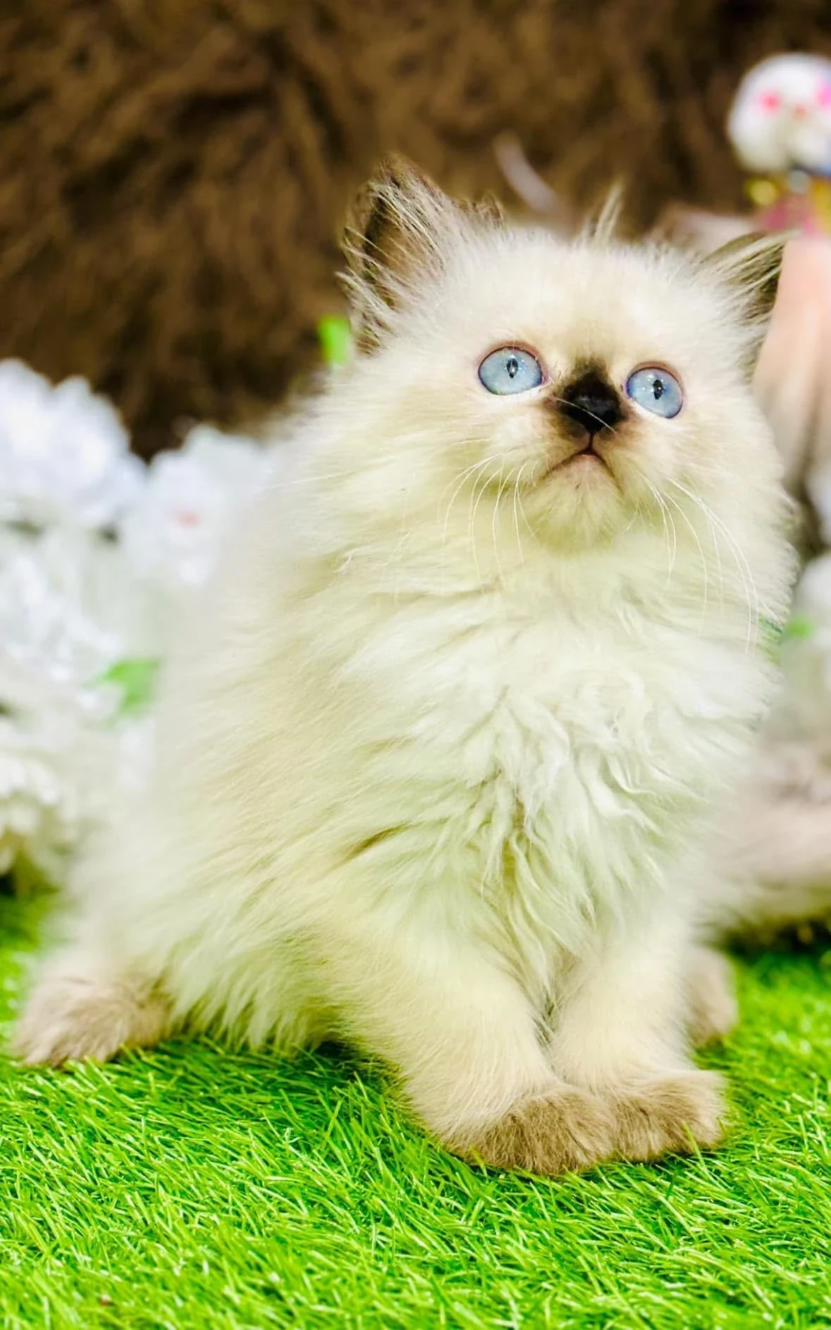 Persian kittens available for sale